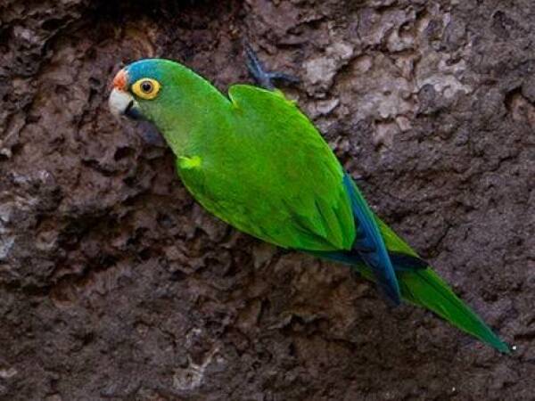 perico frente naranja